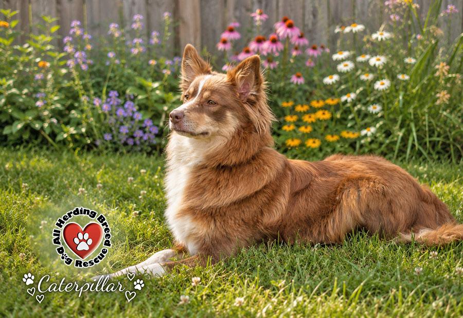 Enlarge Catapillar, an adopted mixed breed in Joliet, IL image 1/5