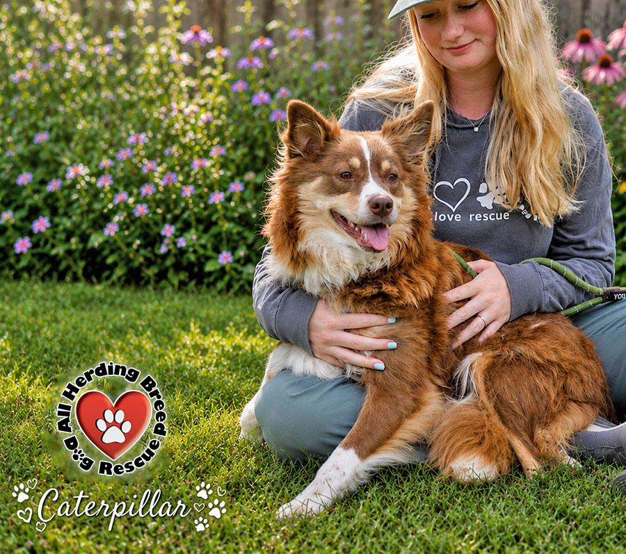 Enlarge Catapillar, an adopted mixed breed in Joliet, IL image 4/5