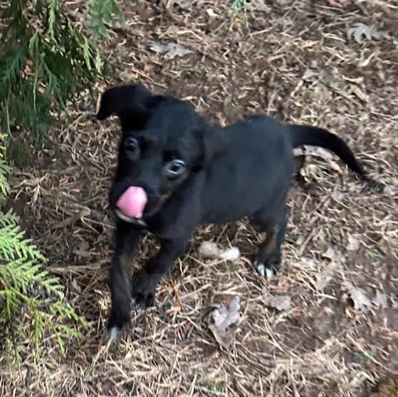 Enlarge Simon, a Adoptable mixed breed in Fort Mill, SC image 2/6
