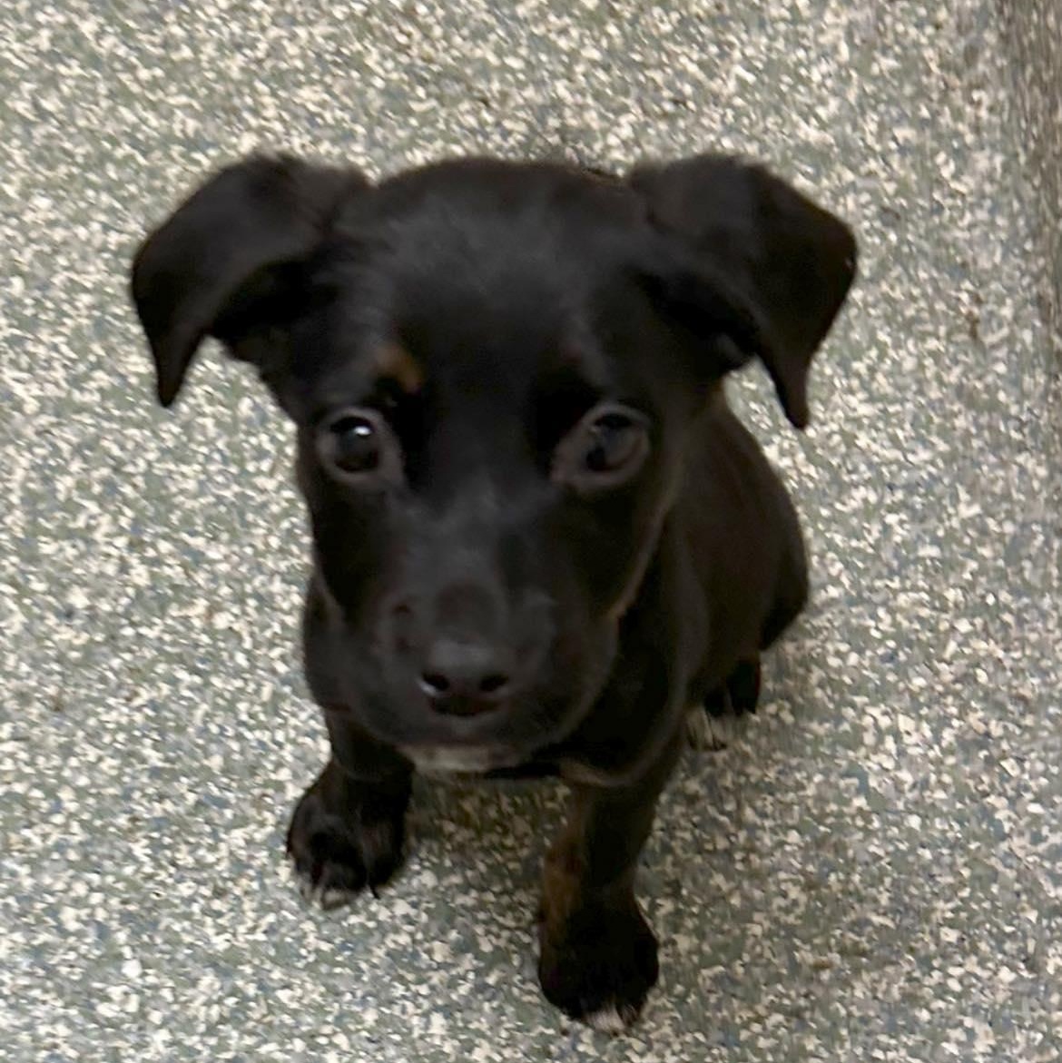 Enlarge Simon, a Adoptable mixed breed in Fort Mill, SC image 1/6