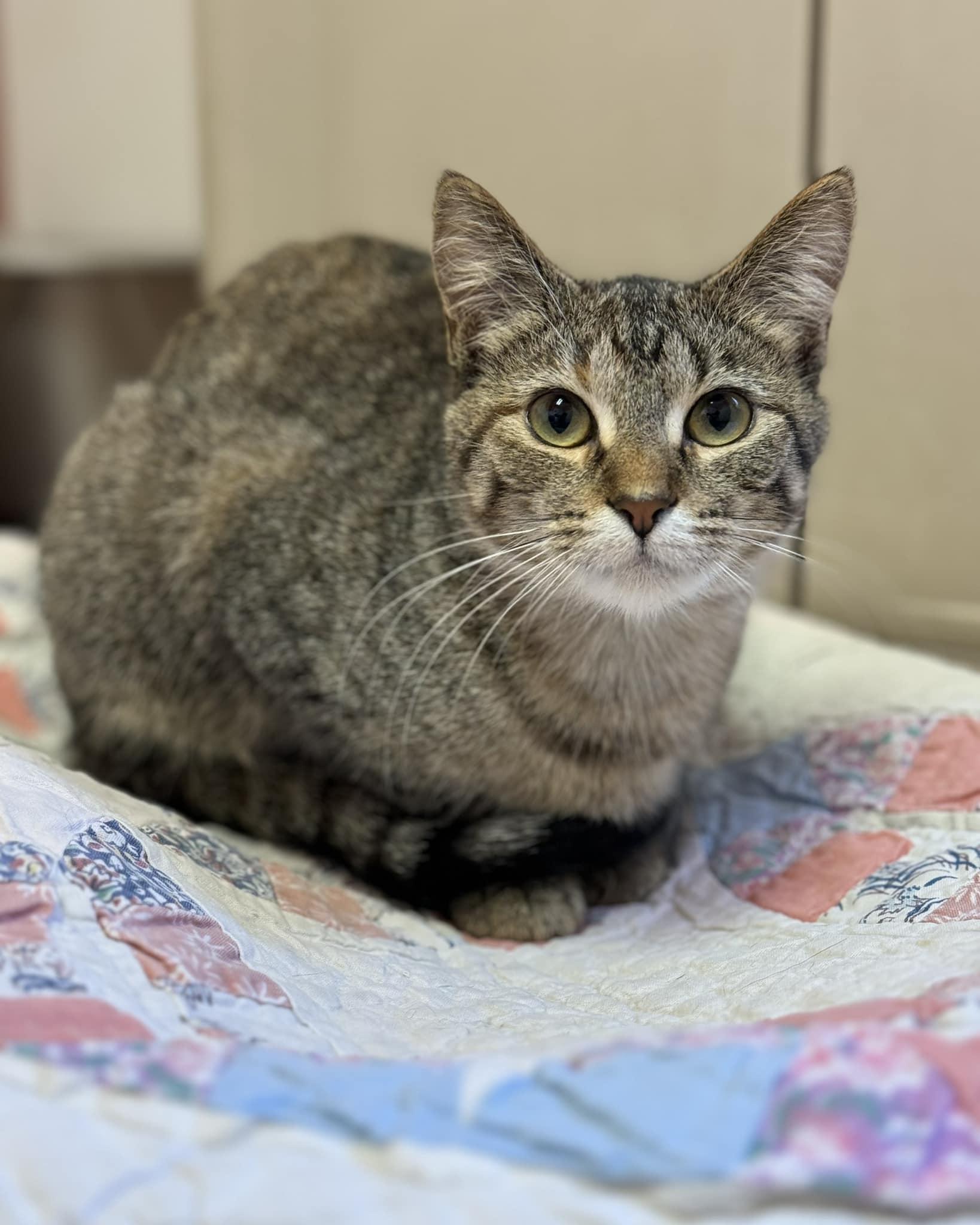 Muffin, Adoptable, Adult Female Domestic Short Hair & Tabby.
