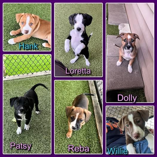 Country Music Legends- Puppies, ADOPTABLE, Puppy Female Pit Bull Terrier & Dachshund.