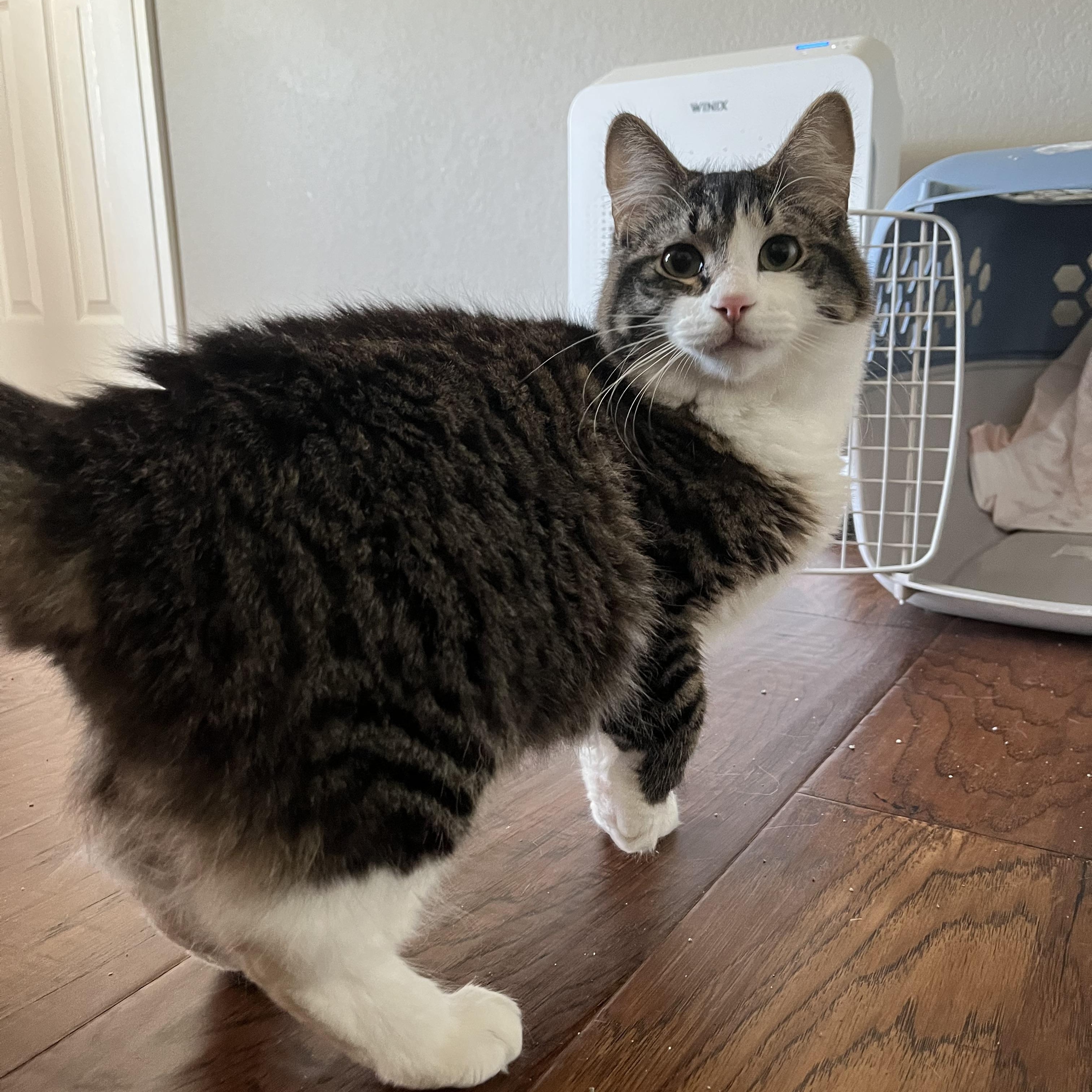Baby Cat, adopted, Young Male Domestic Medium Hair.