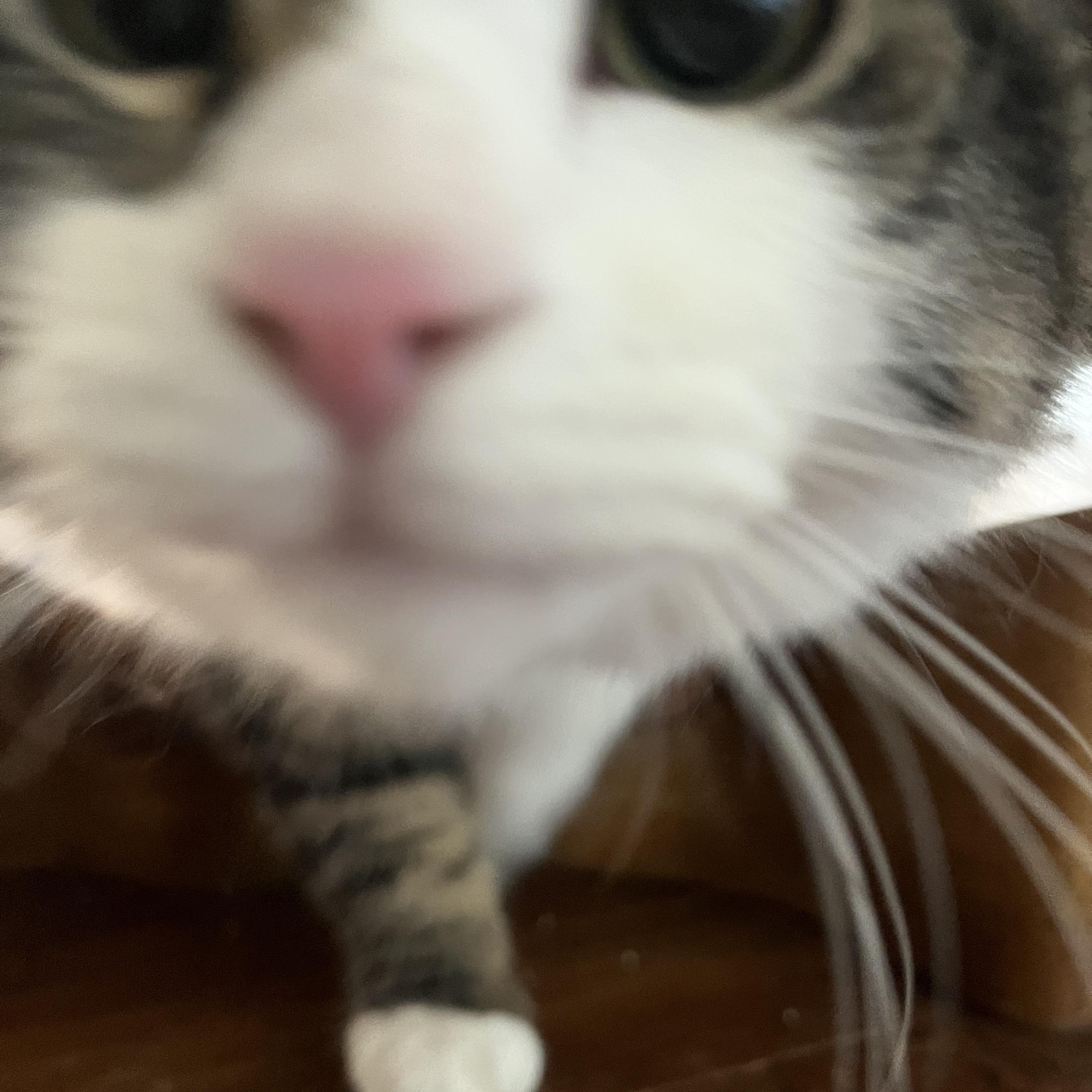 Enlarge Baby Cat, an adopted Domestic Medium Hair in Fresno, CA image 2/3