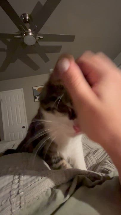 Enlarge Baby Cat, an adopted Domestic Medium Hair in Fresno, CA video 3/3
