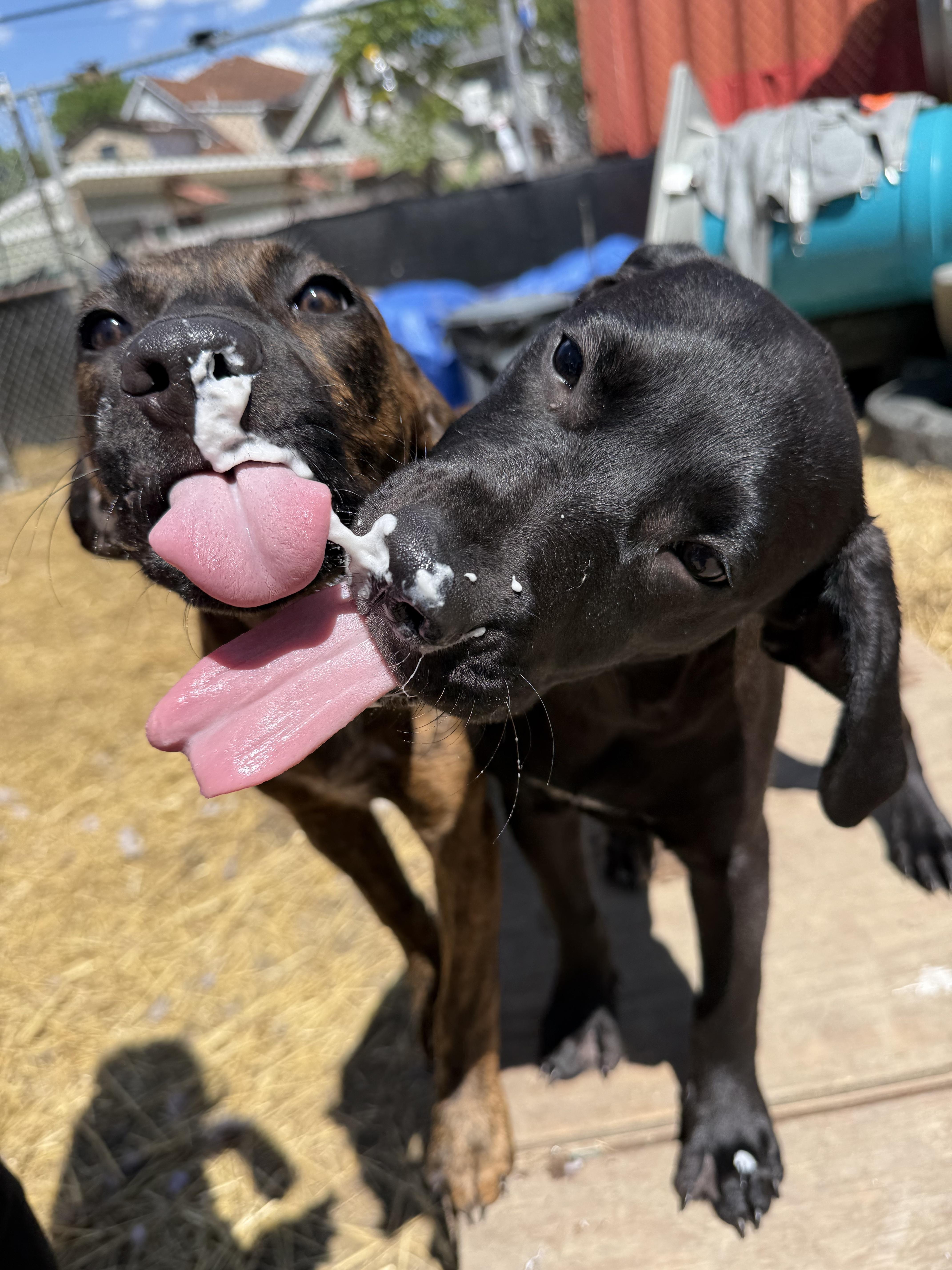 Enlarge Vader, an adopted mixed breed in INDIANAPOLIS, IN image 6/6