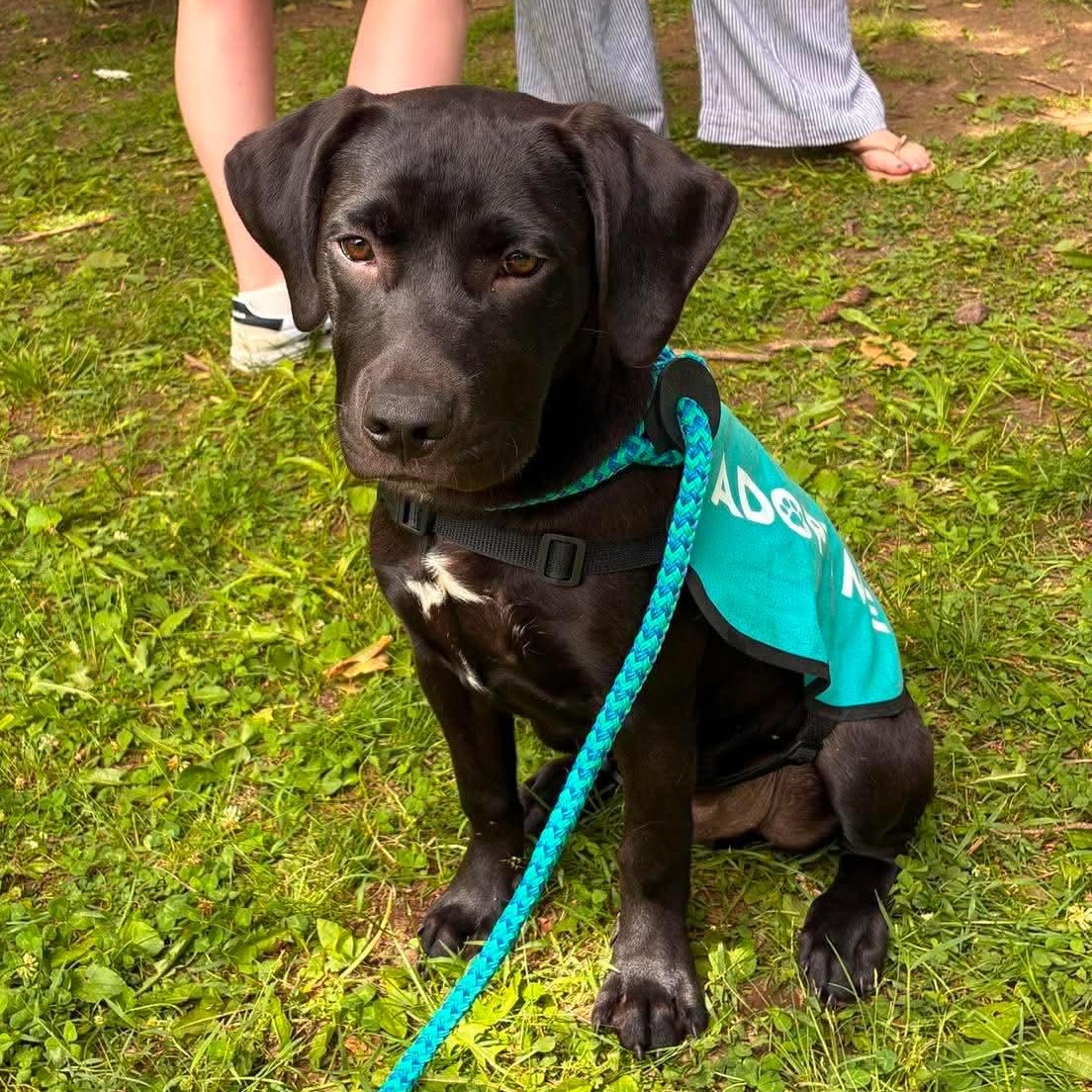 Vader, adopted, Puppy Male Black Labrador Retriever.