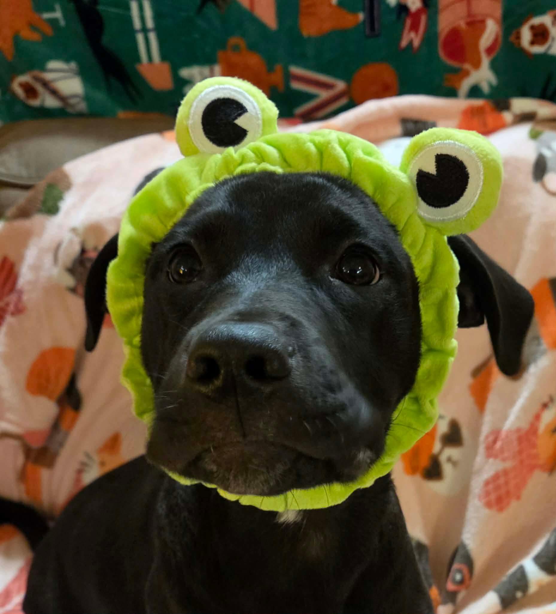 Enlarge Vader, an adopted mixed breed in INDIANAPOLIS, IN image 2/6