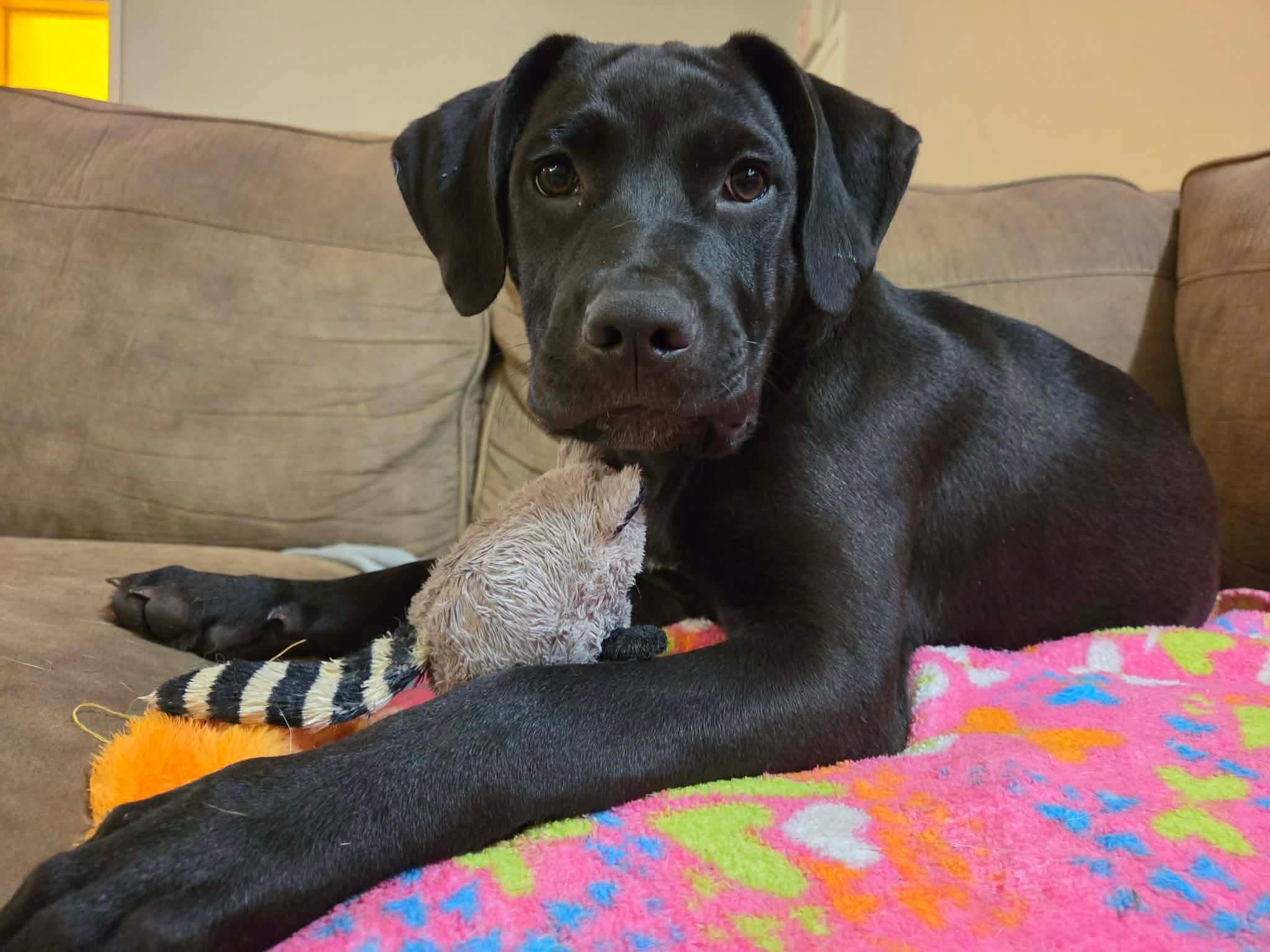 Enlarge Vader, an adopted mixed breed in INDIANAPOLIS, IN image 5/6