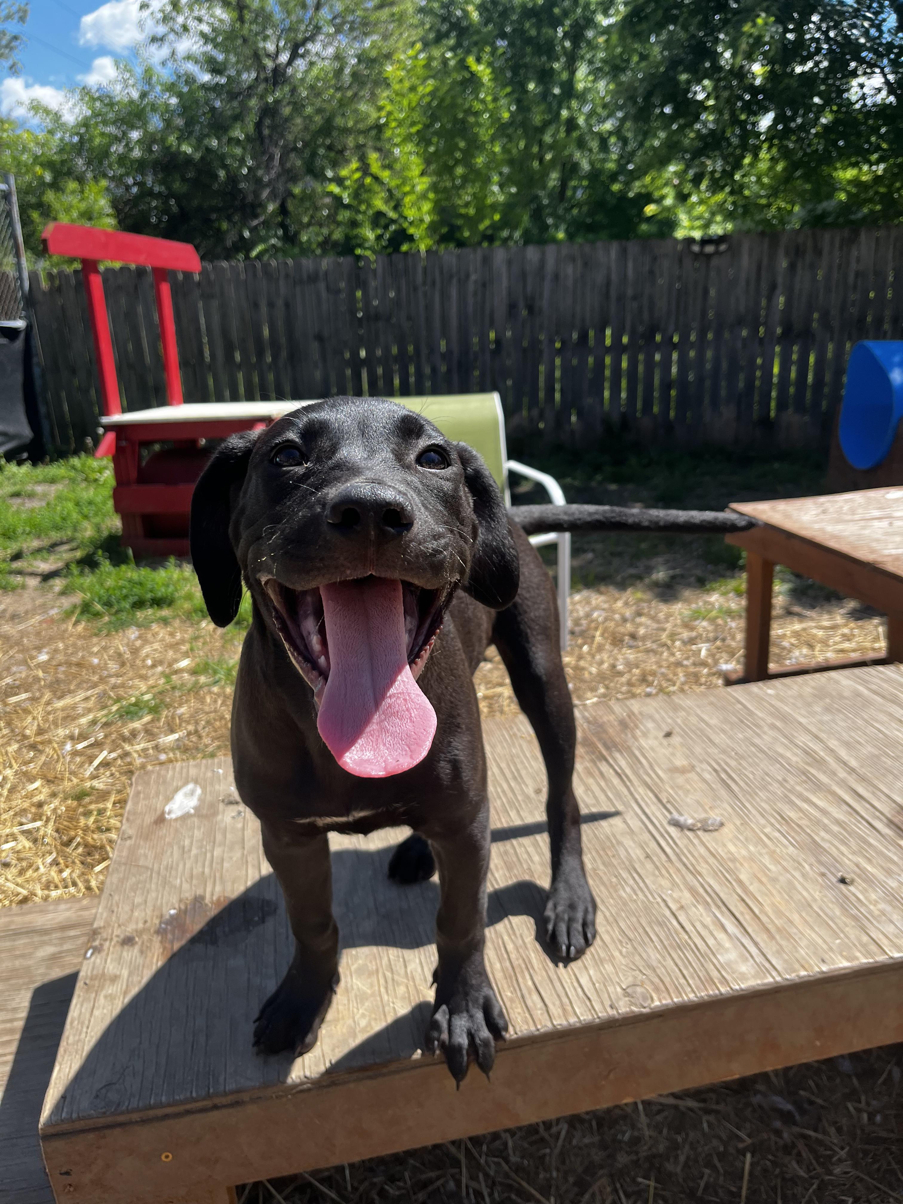 Enlarge Vader, an adopted mixed breed in INDIANAPOLIS, IN image 4/6
