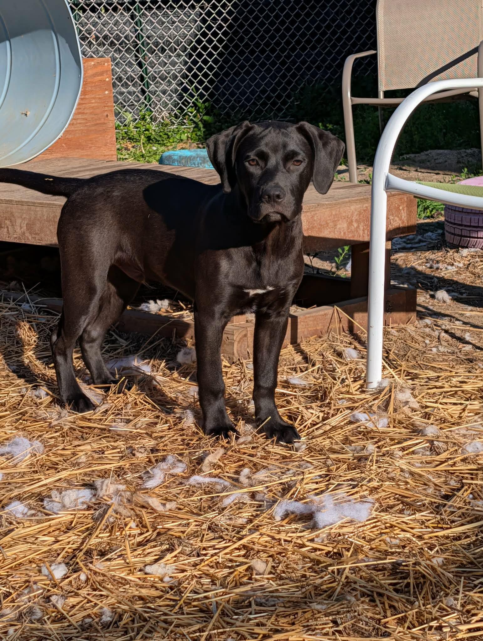 Enlarge Vader, an adopted mixed breed in INDIANAPOLIS, IN image 3/6