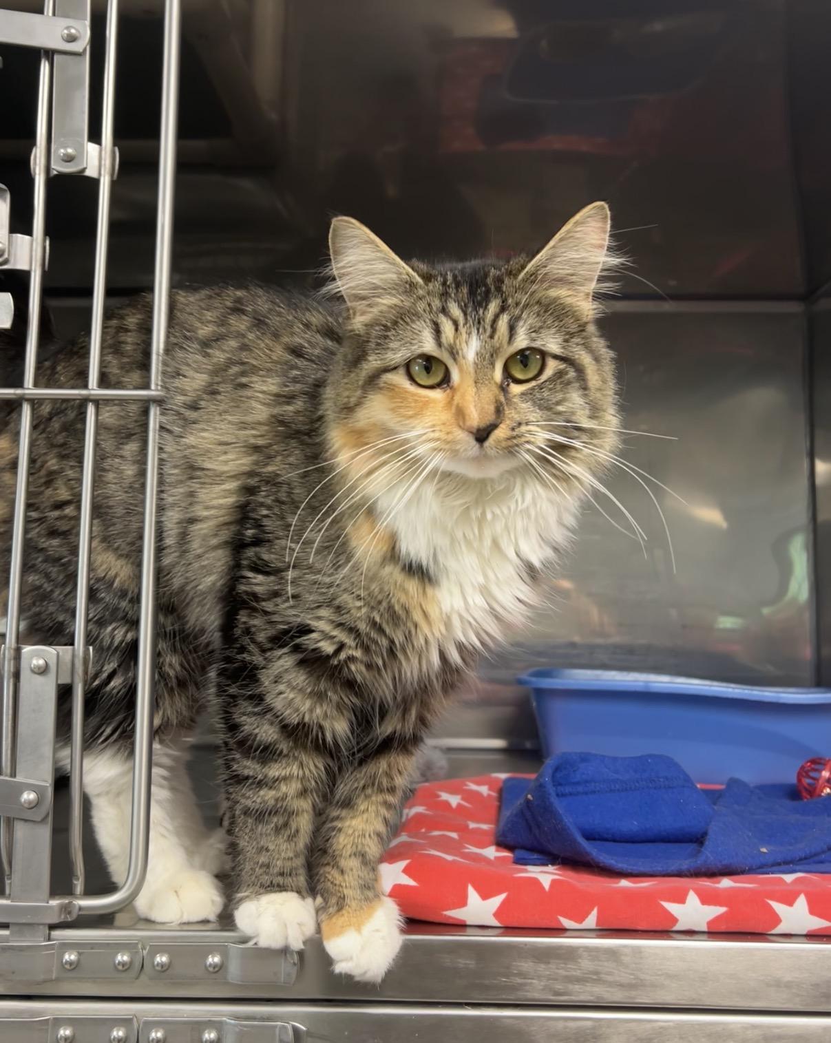 Remora, adopted, Young Female Domestic Long Hair & Calico.