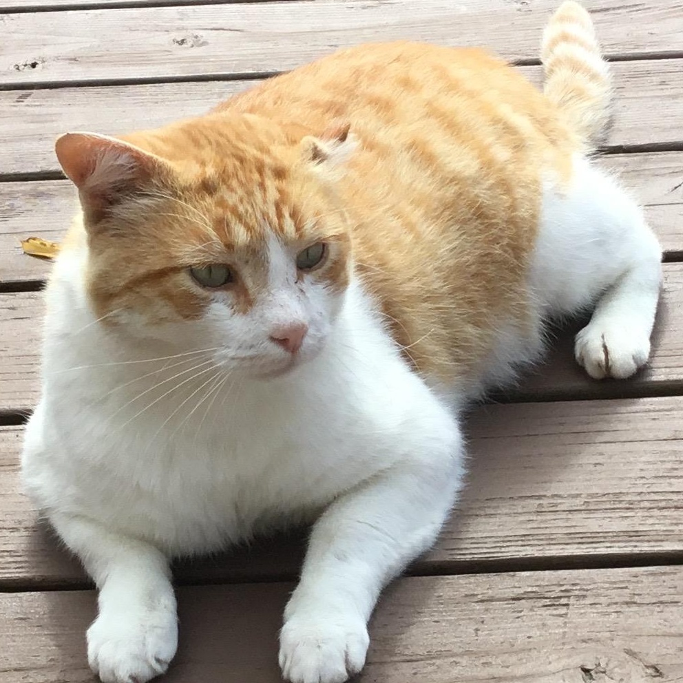 Enlarge Brutus, a Adopted Domestic Medium Hair in Newport, OR image 2/2