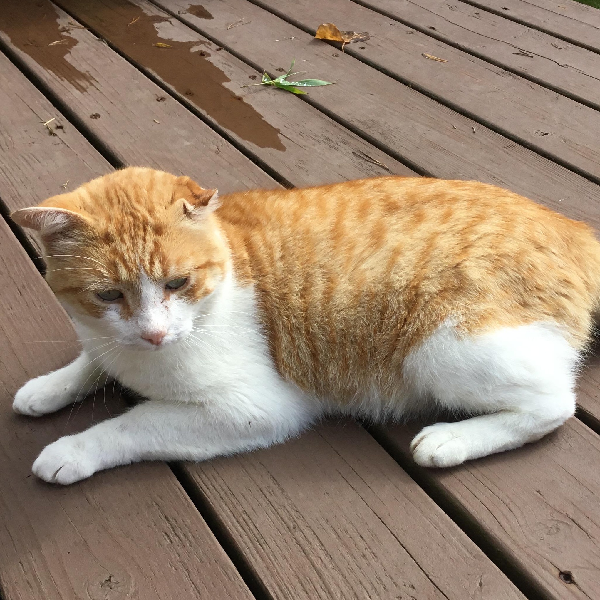 Enlarge Brutus, a Adopted Domestic Medium Hair in Newport, OR image 1/2