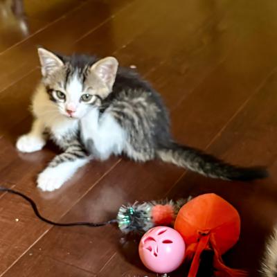 Rosalind