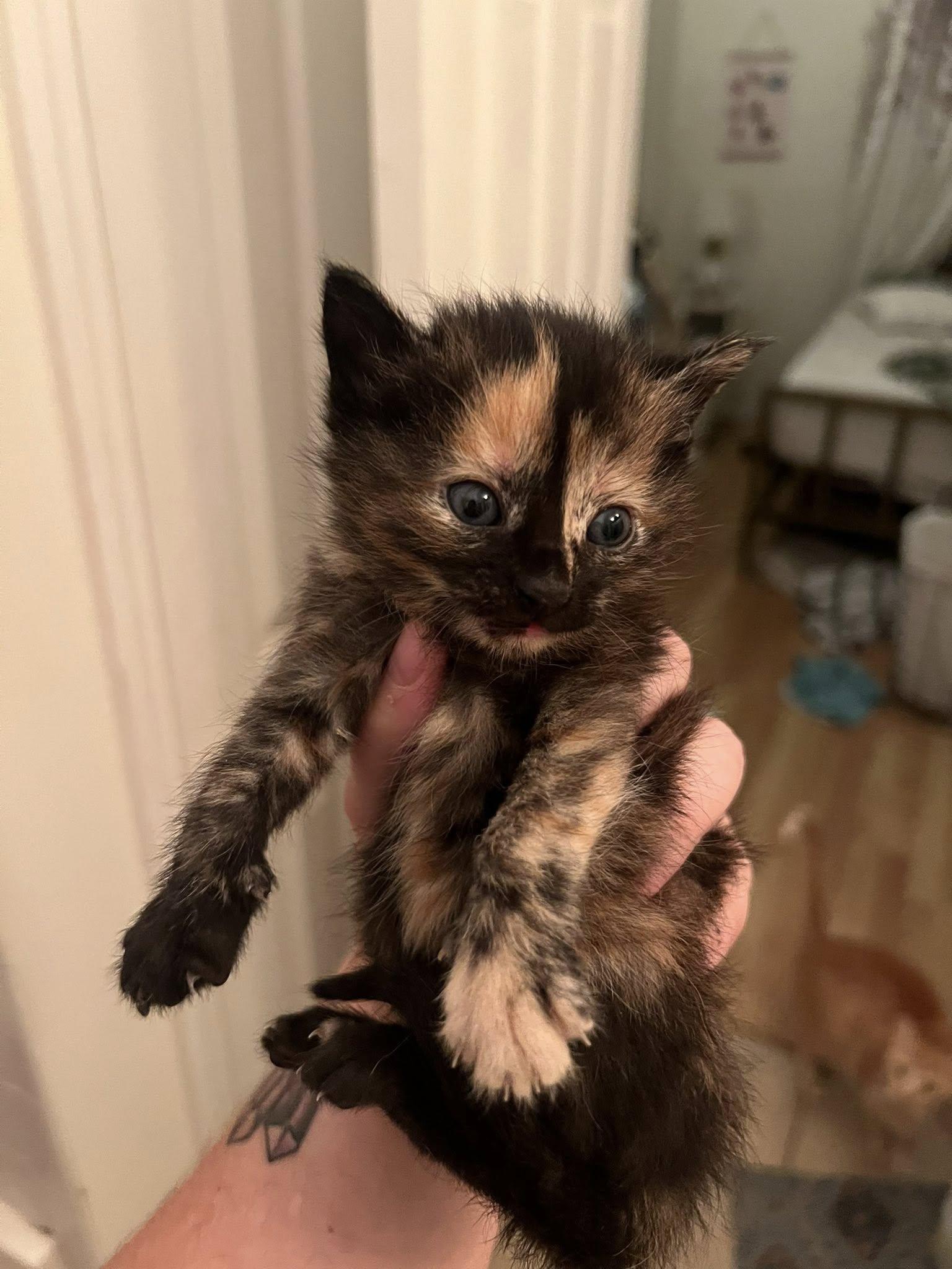 Ophelia, a Adopted Domestic Short Hair in Myrtle Beach, SC image 3/3