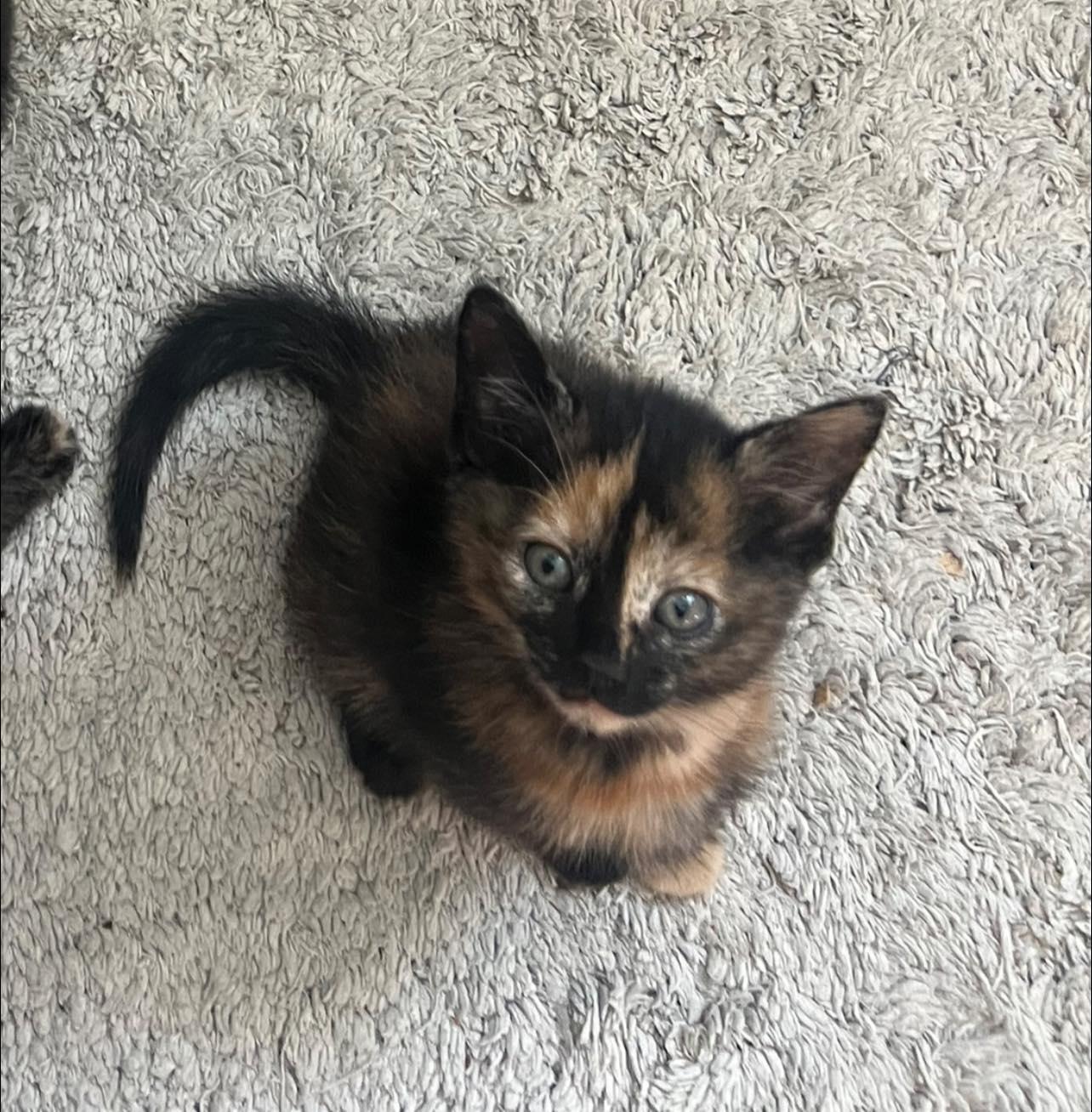 Ophelia, Adopted, Young Female Domestic Short Hair.