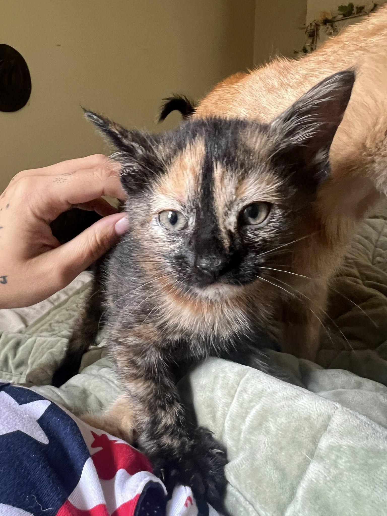 Ophelia, a Adopted Domestic Short Hair in Myrtle Beach, SC image 2/3