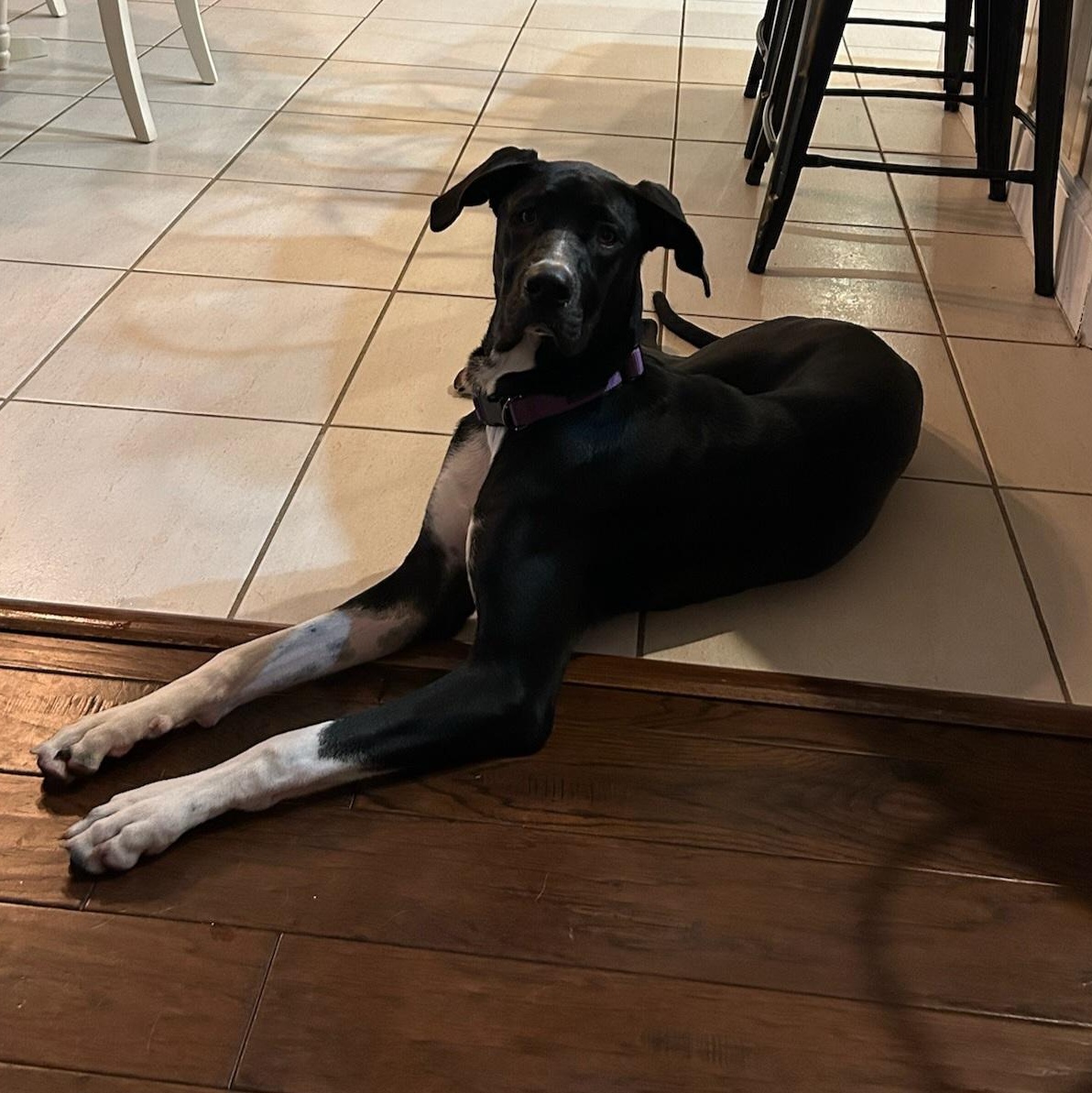 Enlarge Clementine, an adopted mixed breed in Orlando, FL image 4/6