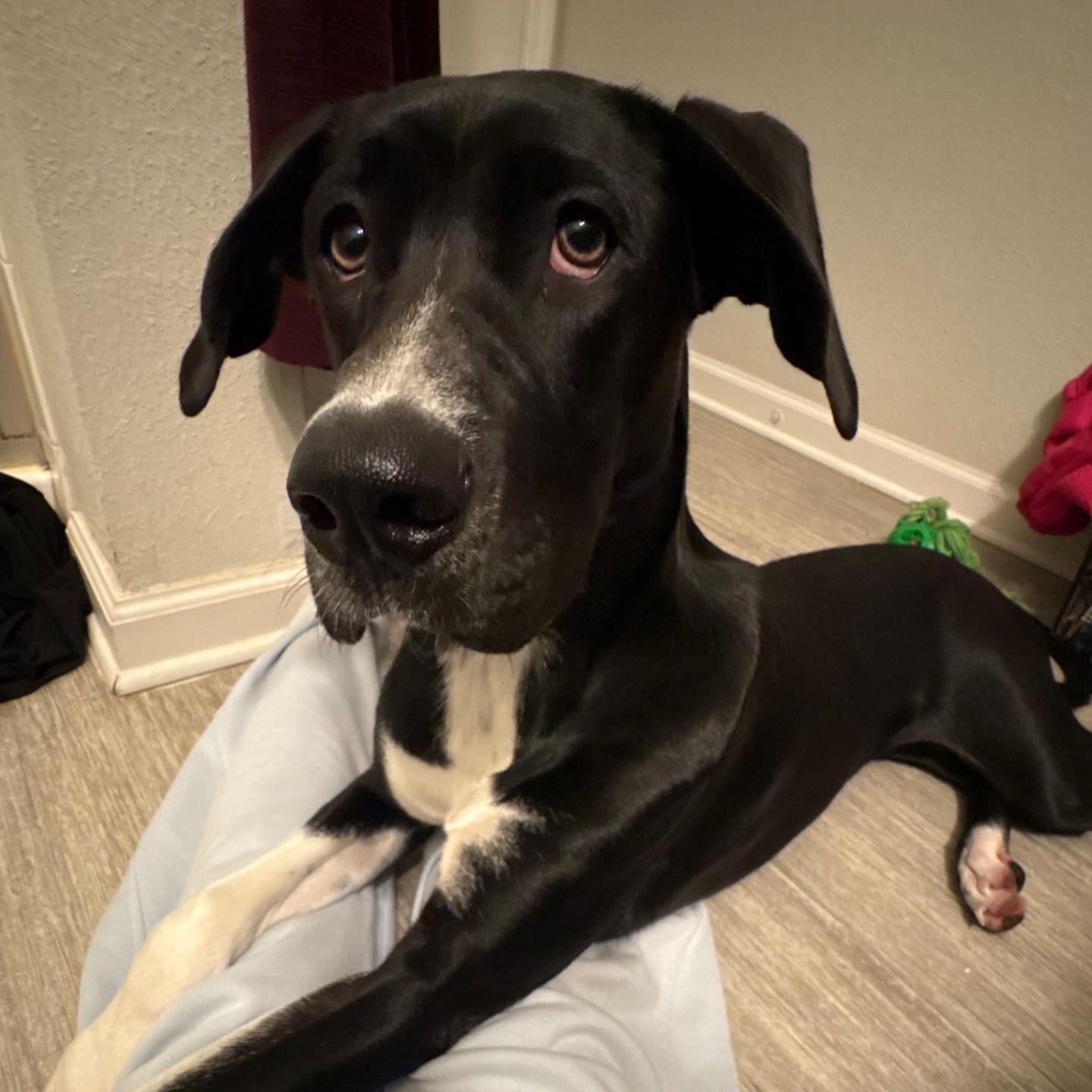 Enlarge Clementine, an adopted mixed breed in Orlando, FL image 3/6