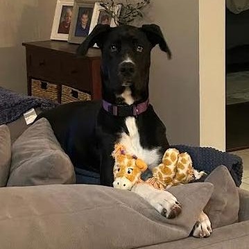 Enlarge Clementine, an adopted mixed breed in Orlando, FL image 1/6