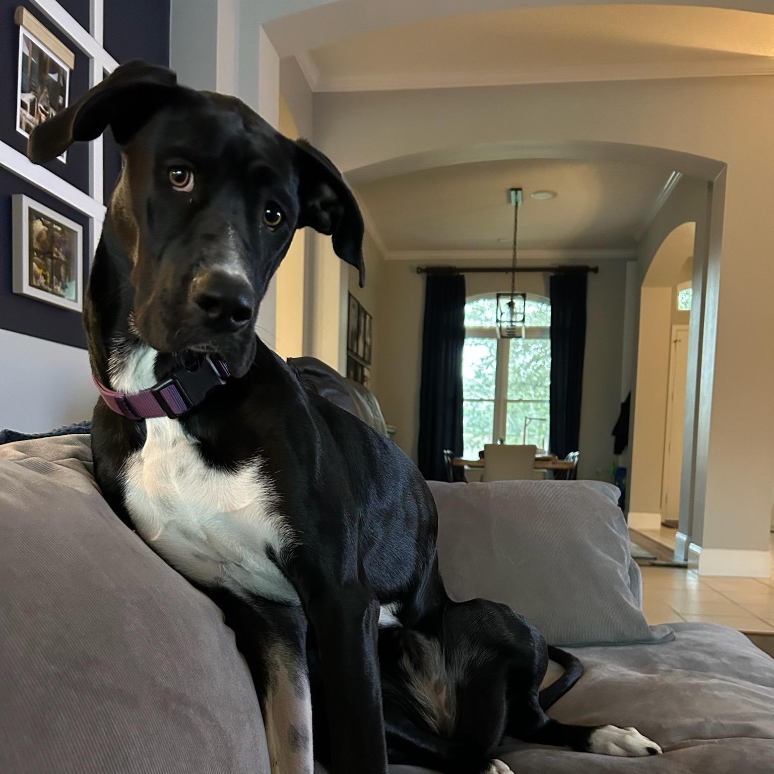 Enlarge Clementine, an adopted mixed breed in Orlando, FL image 5/6