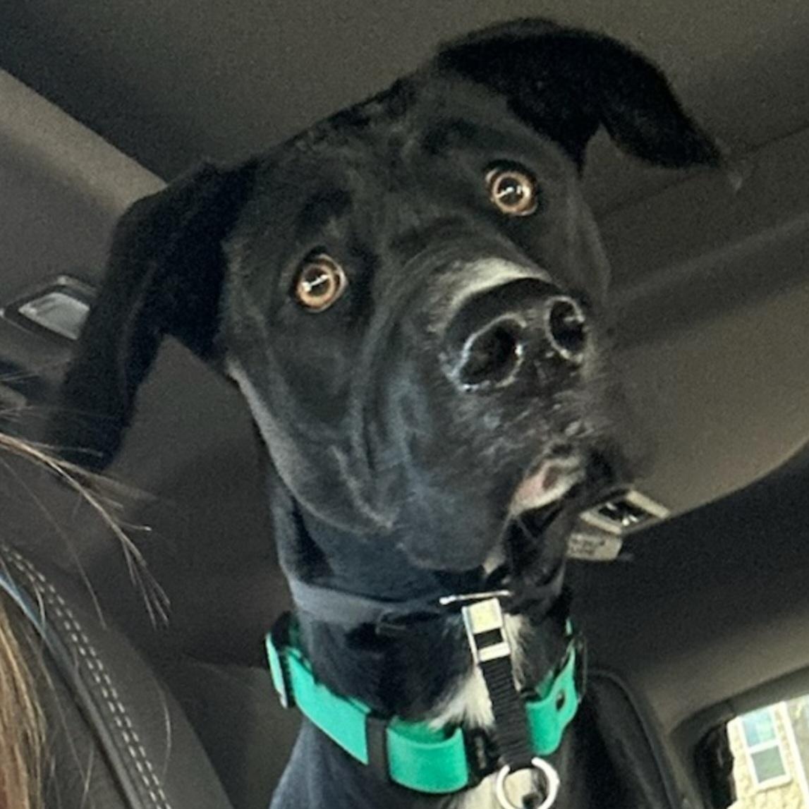 Enlarge Clementine, an adopted mixed breed in Orlando, FL image 2/6