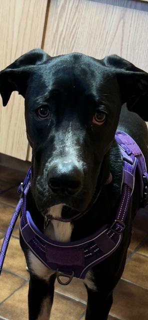 Enlarge Clementine, an adopted mixed breed in Orlando, FL image 6/6