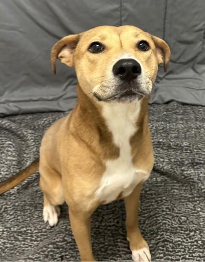 Enlarge Mavis, a Adoptable mixed breed in West Memphis, AR image 1/3