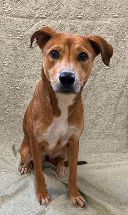 Enlarge Mavis, a Adoptable mixed breed in West Memphis, AR image 2/3