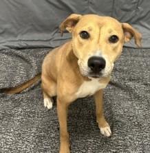 Enlarge Mavis, a Adoptable mixed breed in West Memphis, AR image 3/3