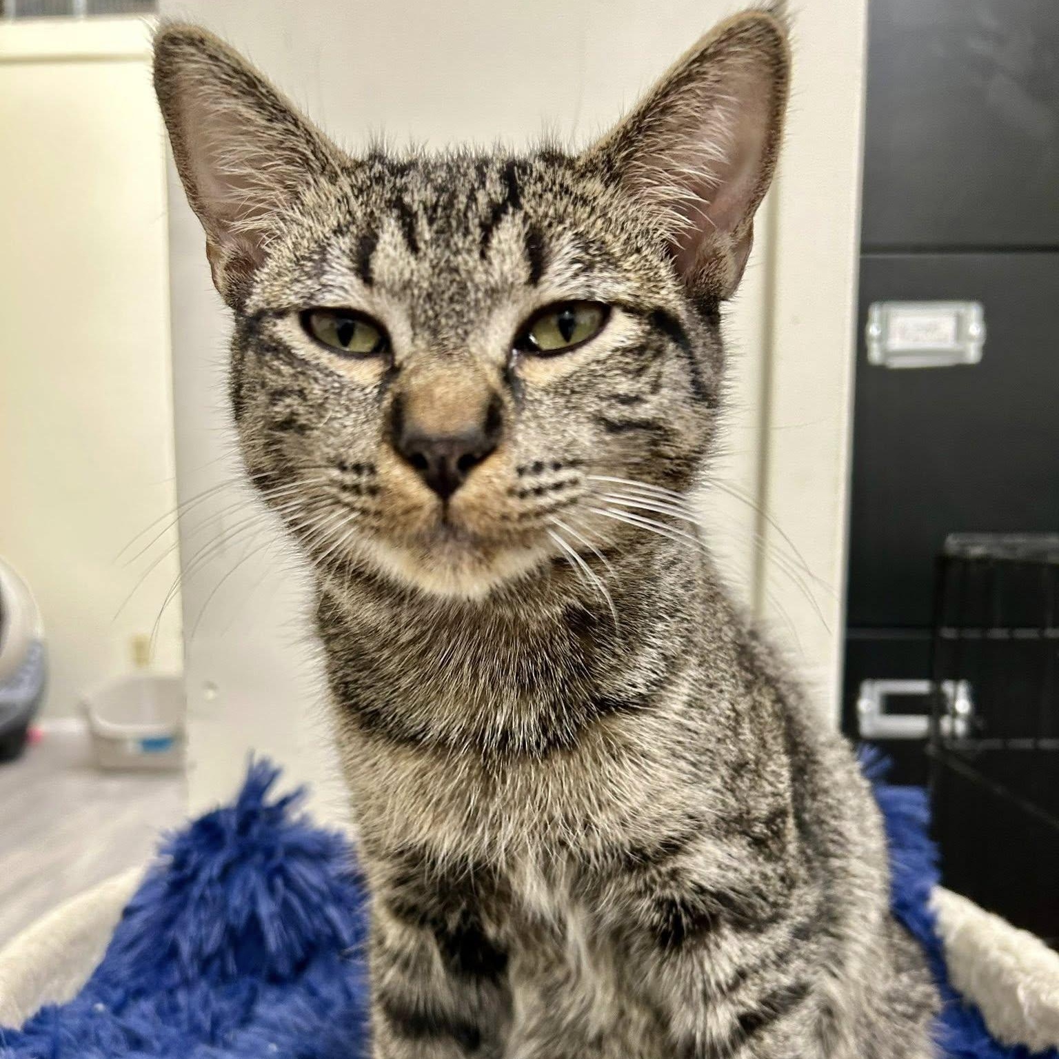 BISCUIT, a Adoptable Domestic Short Hair in Santa Monica, CA image 2/5