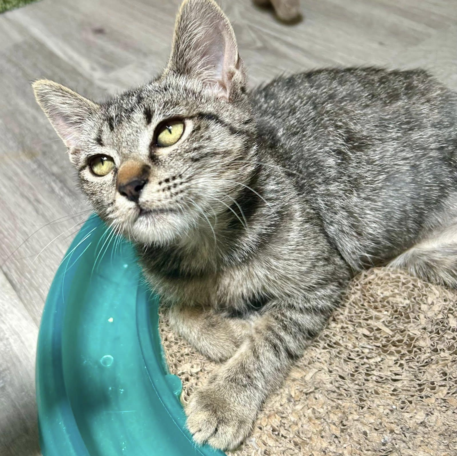 BISCUIT, a Adoptable Domestic Short Hair in Santa Monica, CA image 4/5