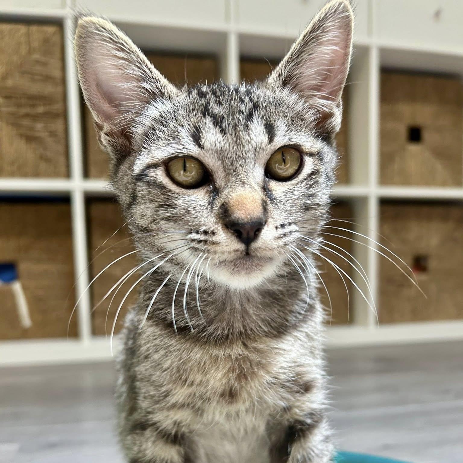BISCUIT, a Adoptable Domestic Short Hair in Santa Monica, CA image 1/5