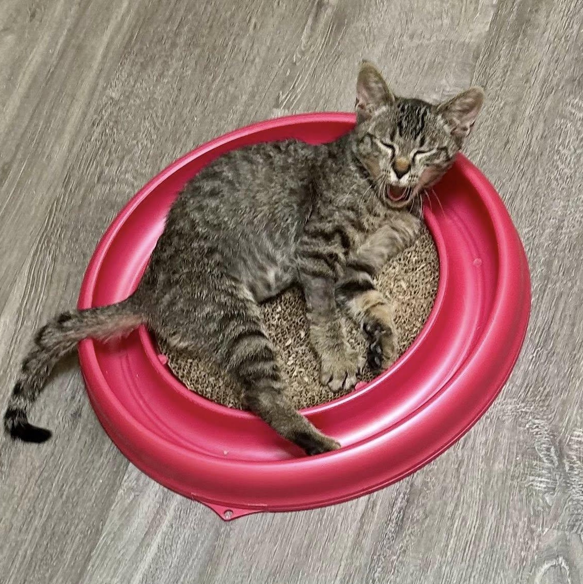 BISCUIT, a Adoptable Domestic Short Hair in Santa Monica, CA image 5/5