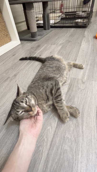 Enlarge BISCUIT, a Adoptable Domestic Short Hair in Santa Monica, CA video 3/5