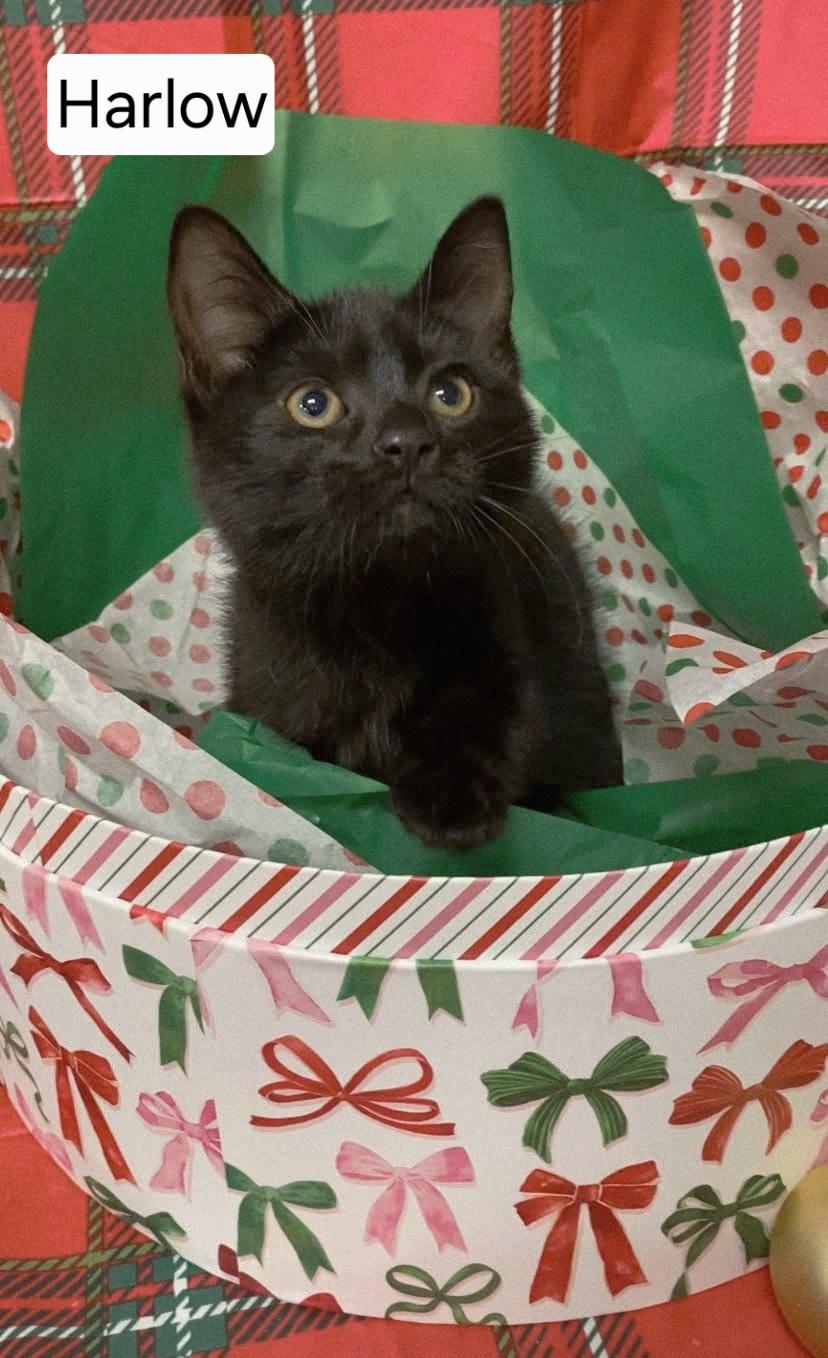 Harlow (kitten)