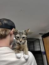 Carl, adopted, Young Male Domestic Short Hair.