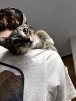 Carl, an adopted Domestic Short Hair in Potsdam, NY image 2/2