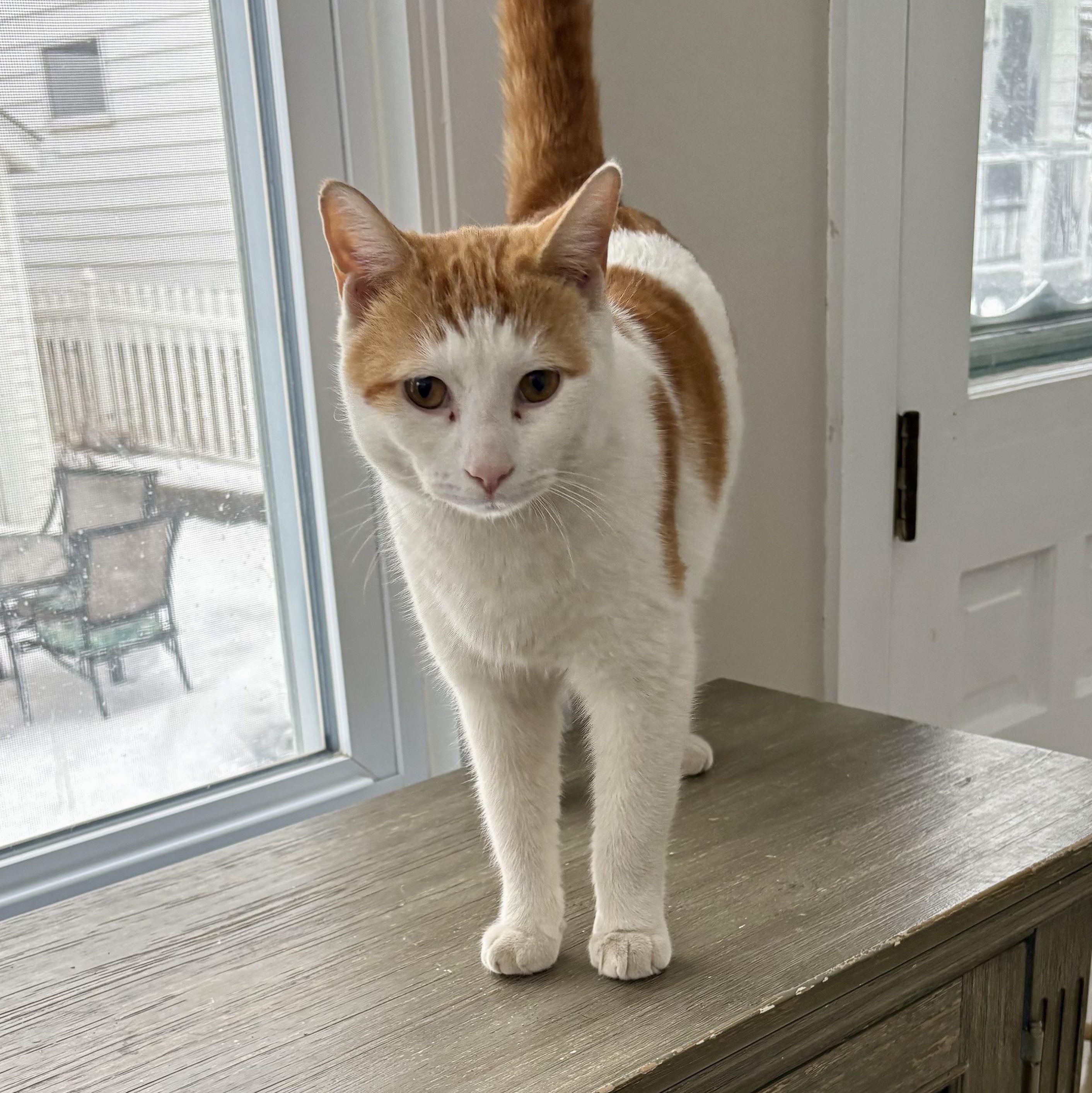 Enlarge Goldy, a Adoptable Domestic Short Hair in East Amherst, NY image 5/5