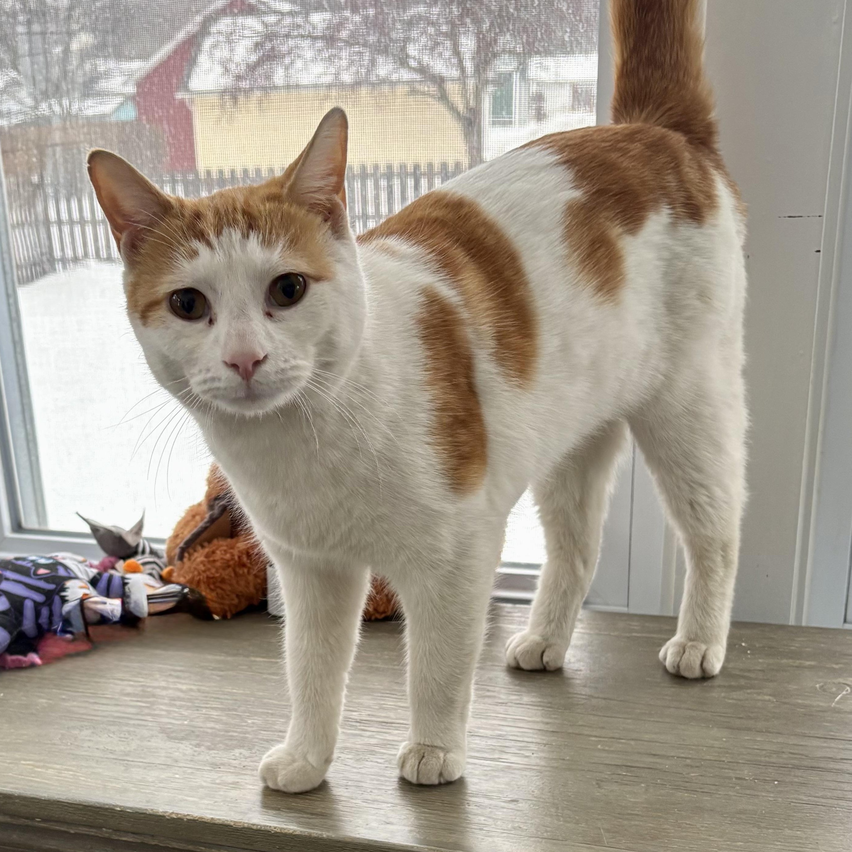 Enlarge Goldy, a Adoptable Domestic Short Hair in East Amherst, NY image 1/5