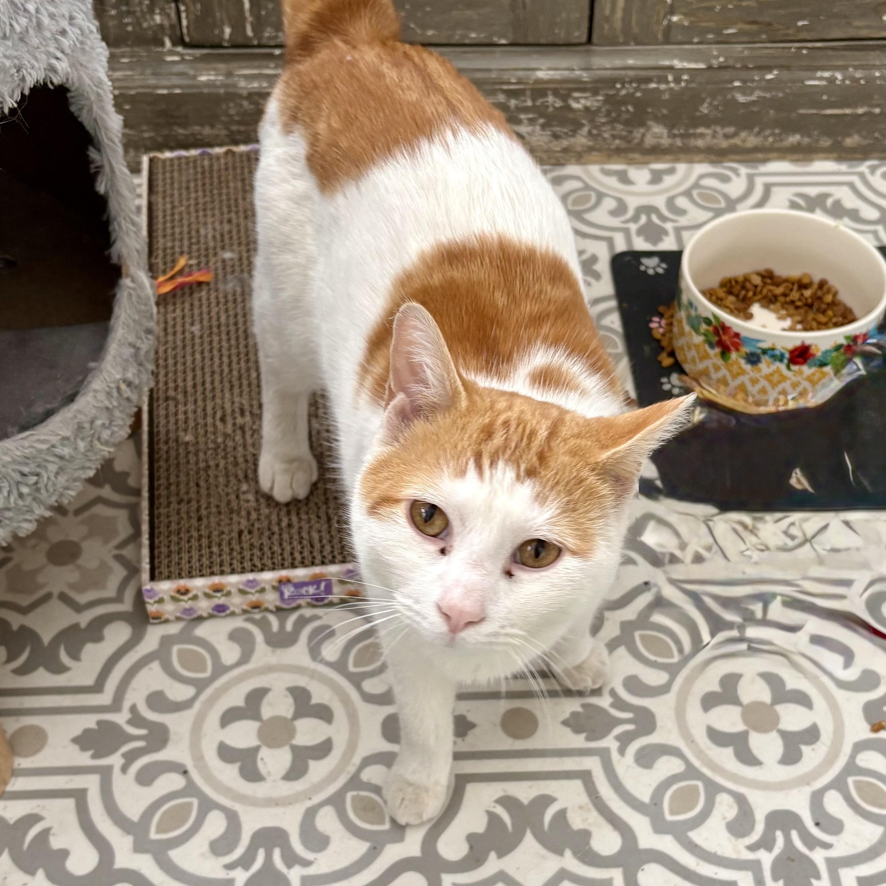 Enlarge Goldy, a Adoptable Domestic Short Hair in East Amherst, NY image 3/5