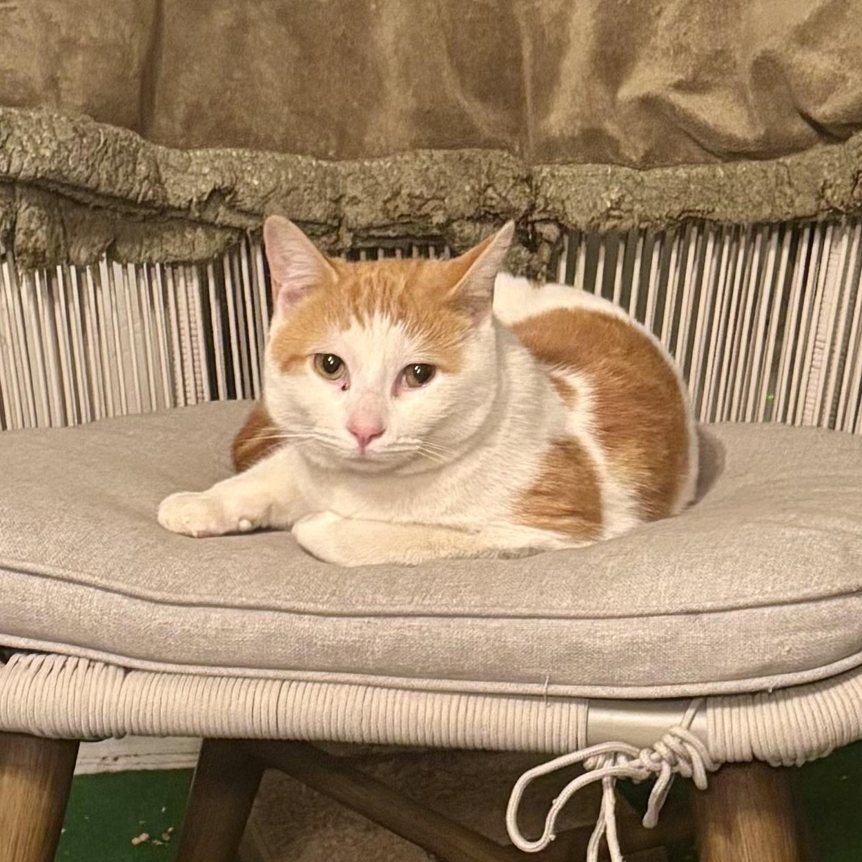 Enlarge Goldy, a Adoptable Domestic Short Hair in East Amherst, NY image 4/5