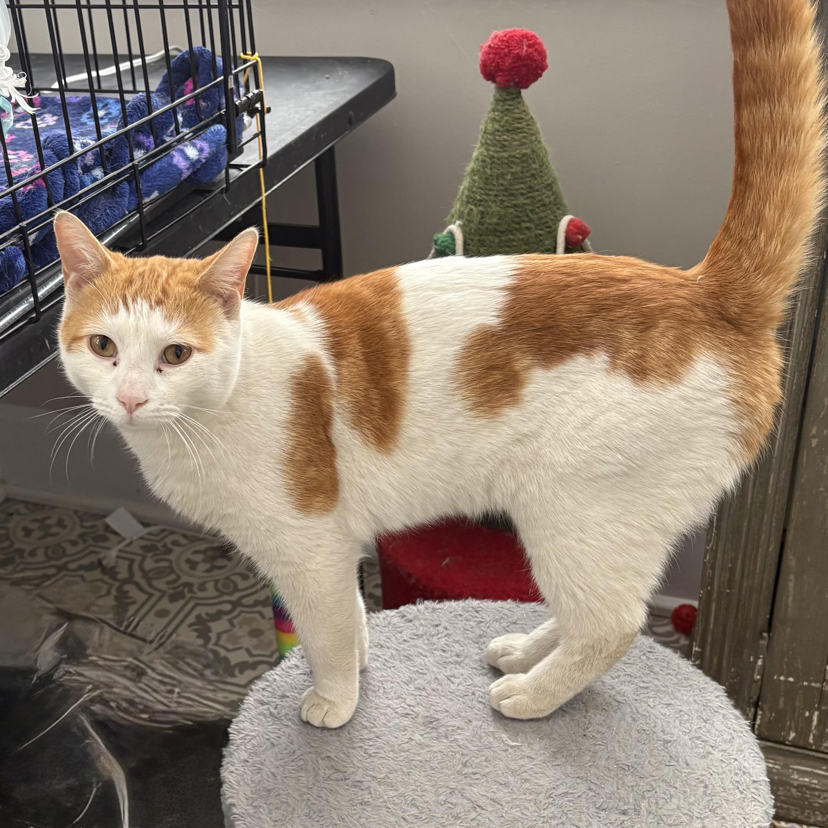 Enlarge Goldy, a Adoptable Domestic Short Hair in East Amherst, NY image 2/5