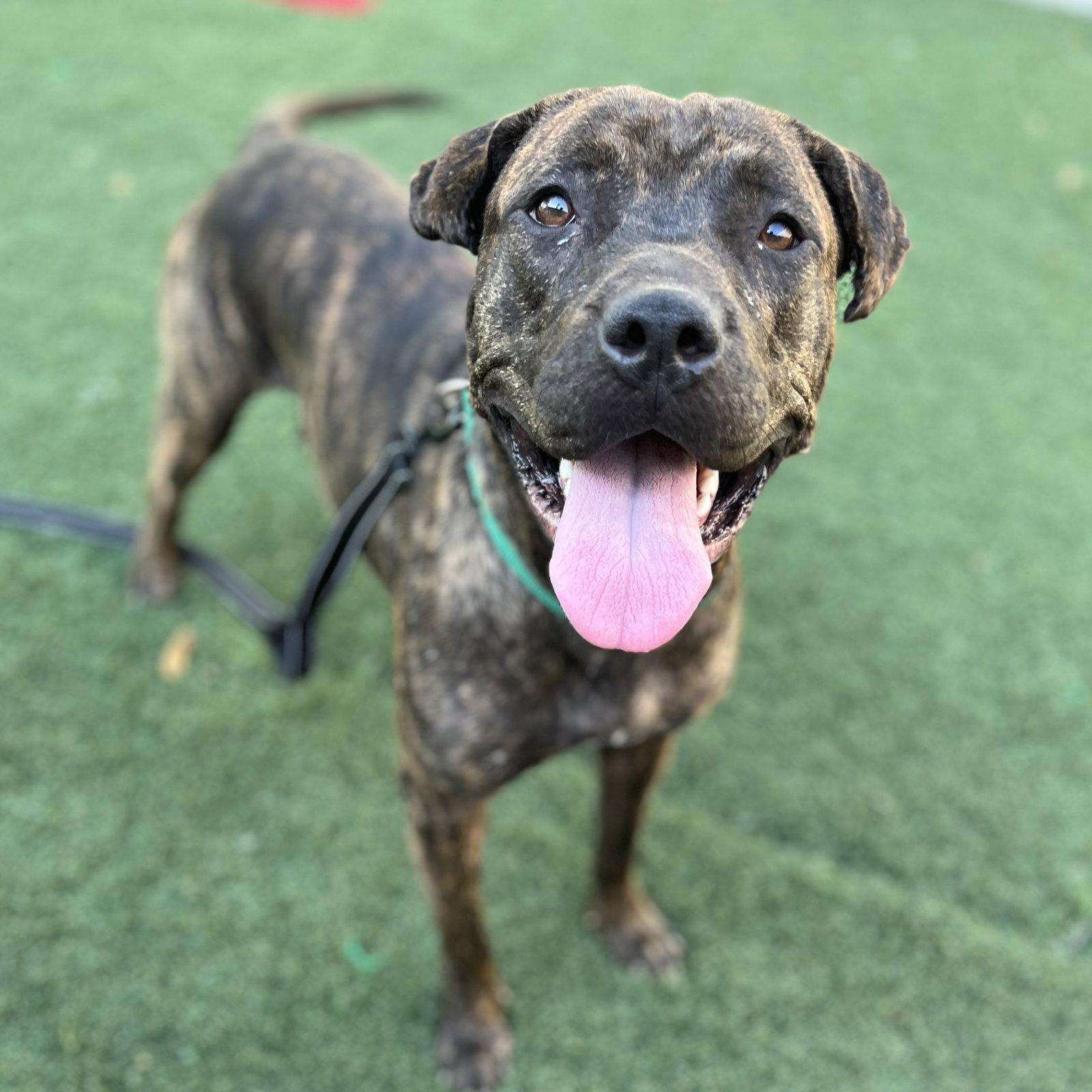 Miracle, Adoptable, Adult Female Mastiff & Boxer.