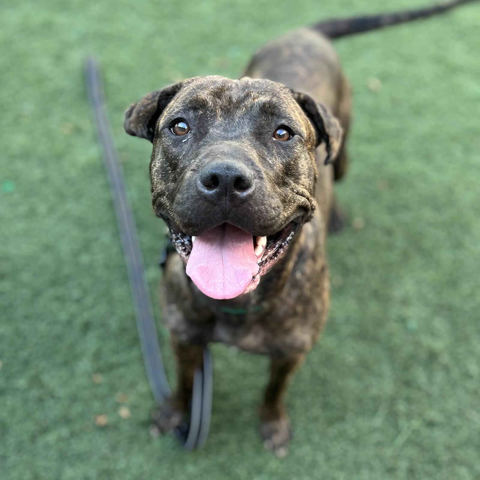 Miracle, a Adoptable mixed breed in Whitehall, PA image 2/3