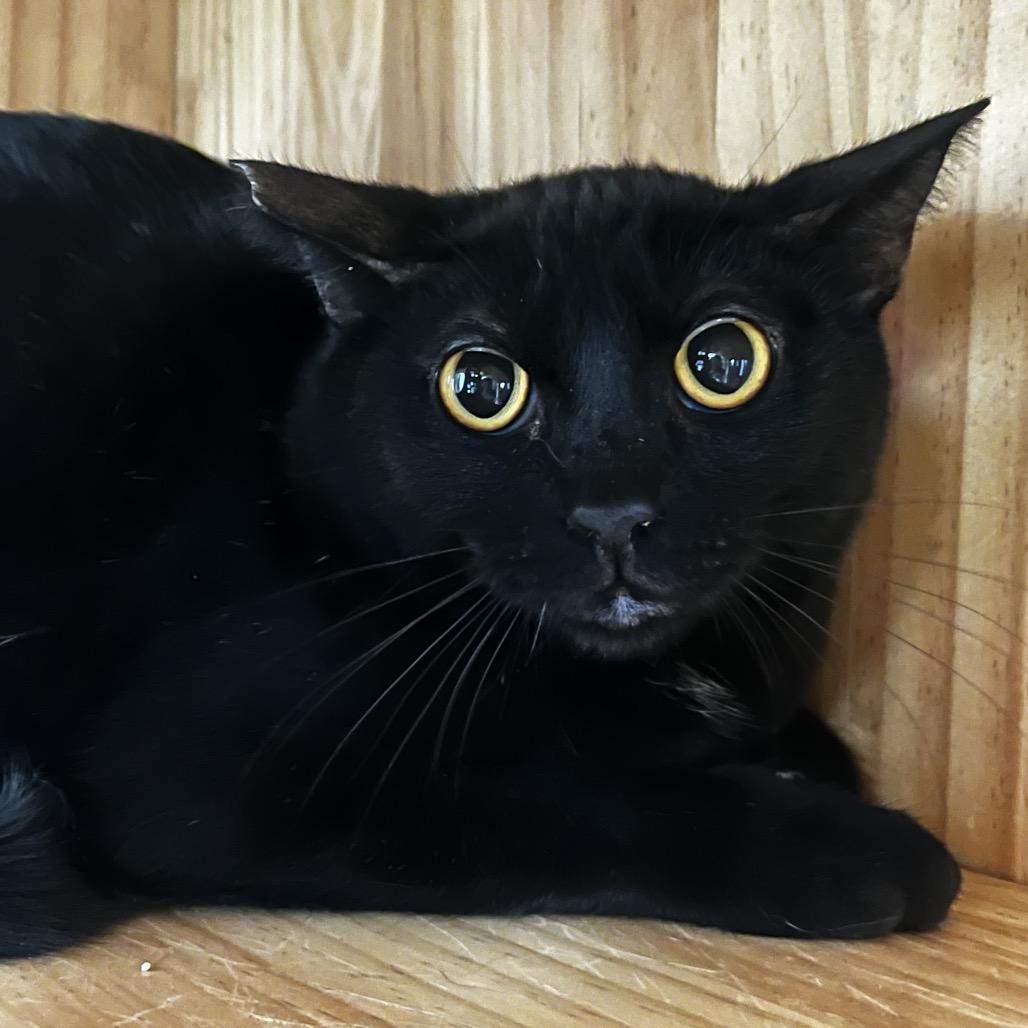 Paris, Adoptable, Young Female Domestic Short Hair.