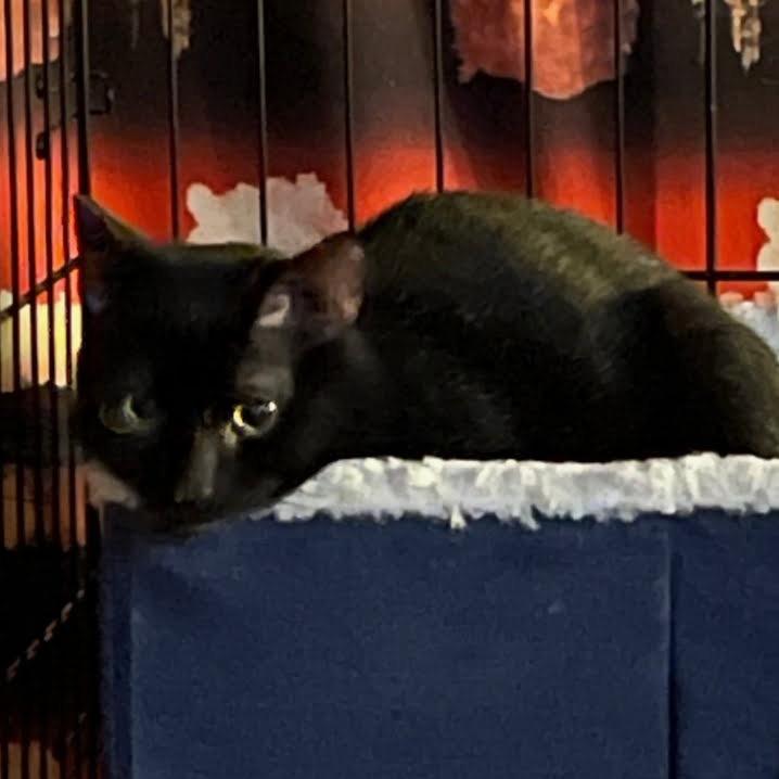 Enlarge Paris, a Adoptable Domestic Short Hair in Yucca Valley, CA image 2/3