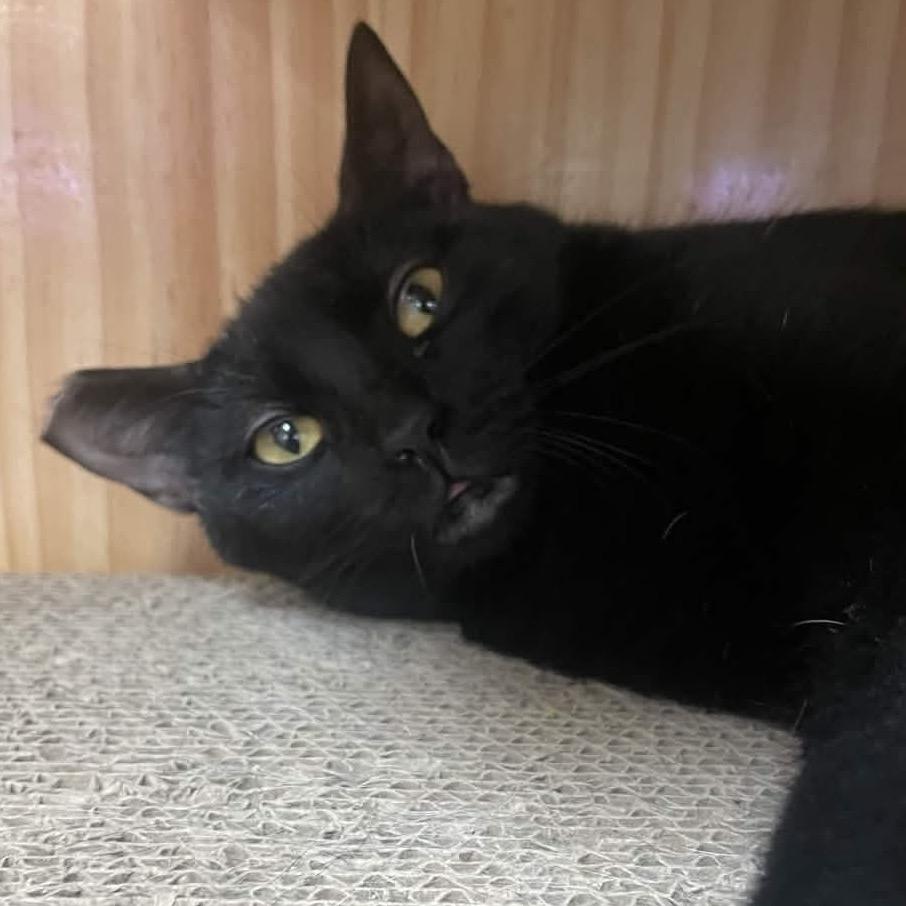 Enlarge Paris, a Adoptable Domestic Short Hair in Yucca Valley, CA image 3/3