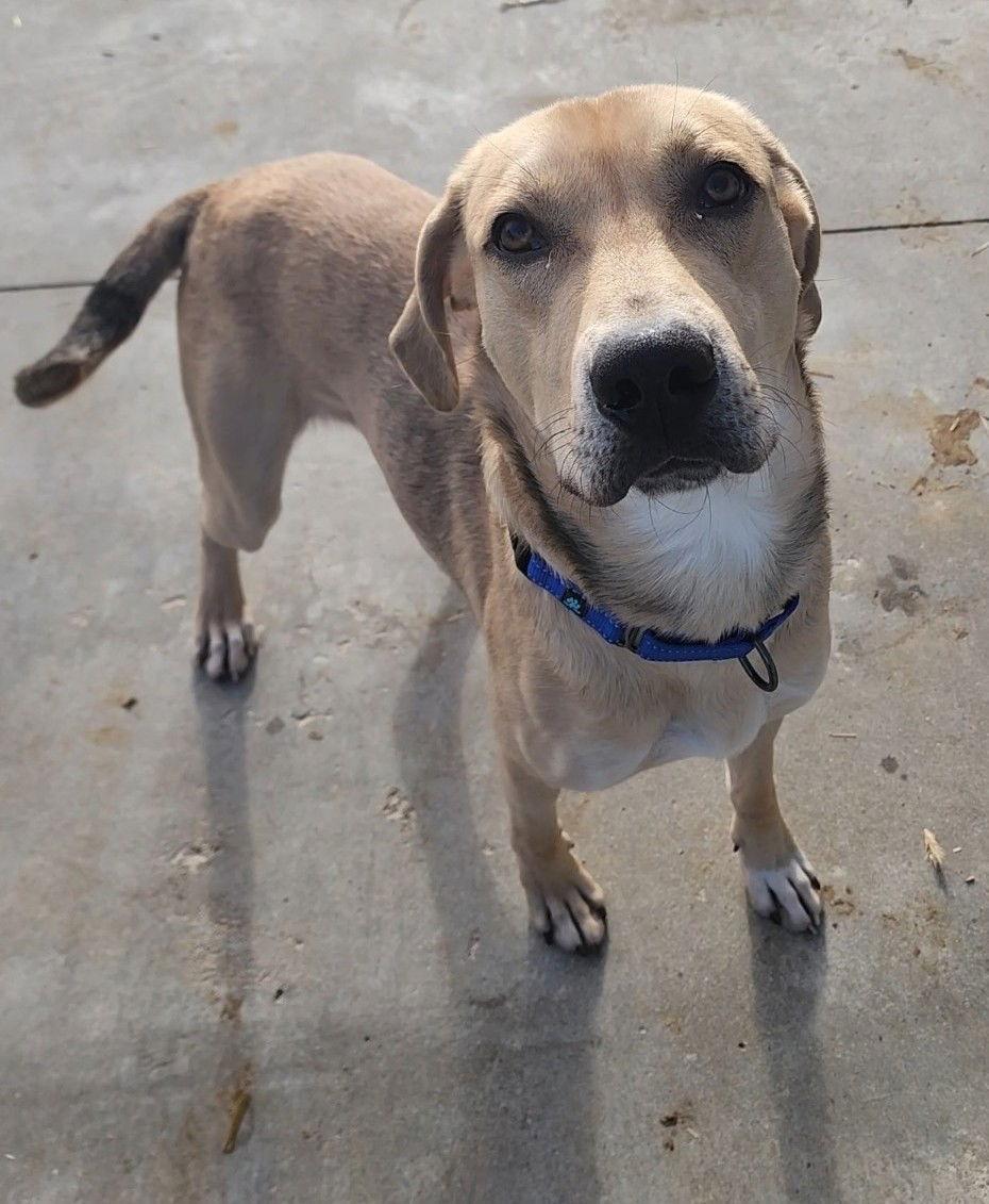 Max, Adoptable, Adult Male Labrador Retriever & Hound.